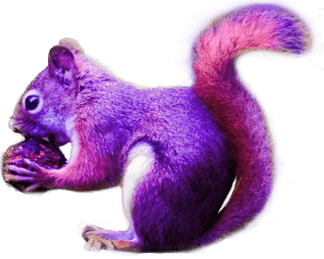 Purple Squirrel 2