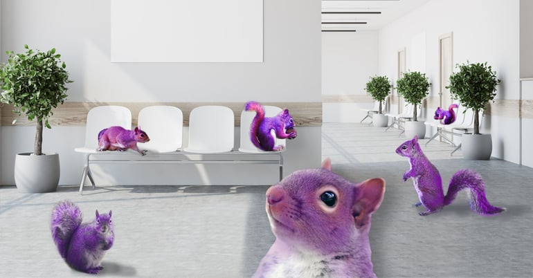 purple squirrels in waiting area